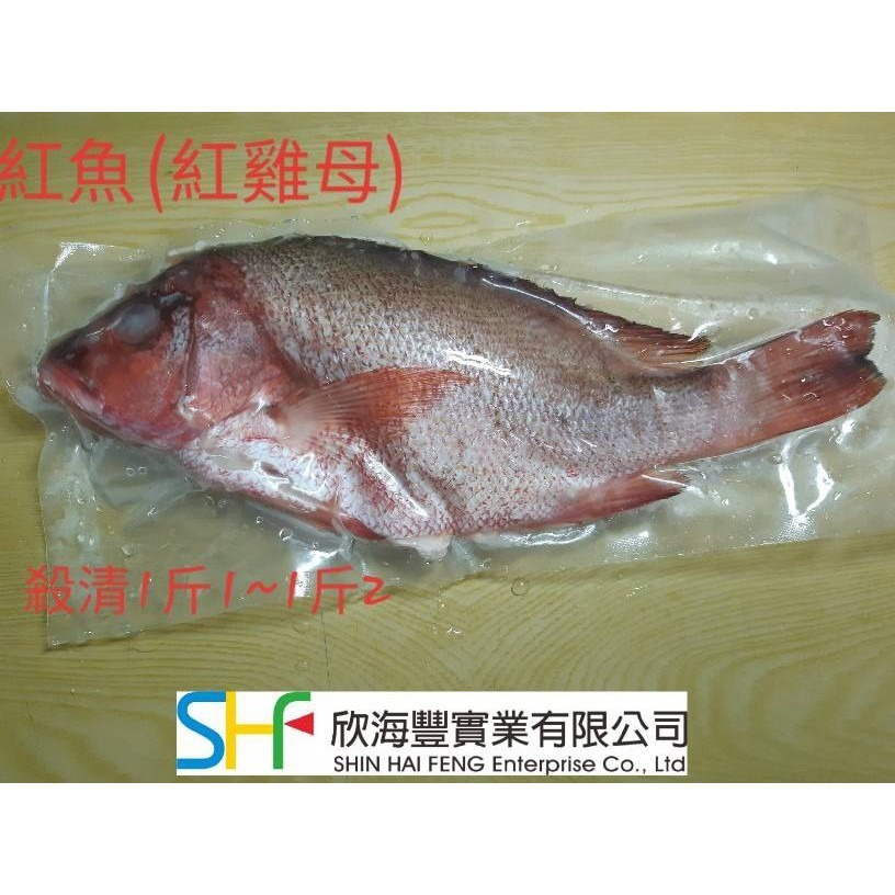【蝦鮮生蟹小姐】紅魚(紅雞母)  600克上/隻   *喜宴各類宴席專用   **每隻330元**-細節圖2