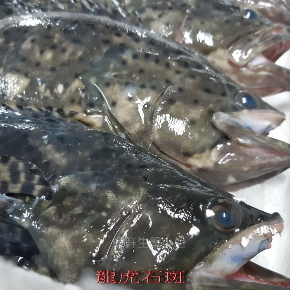 【蝦鮮生蟹小姐】龍虎石斑 三去 500-600g /▶肉質鮮嫩又不失彈性**每包290元**-細節圖2