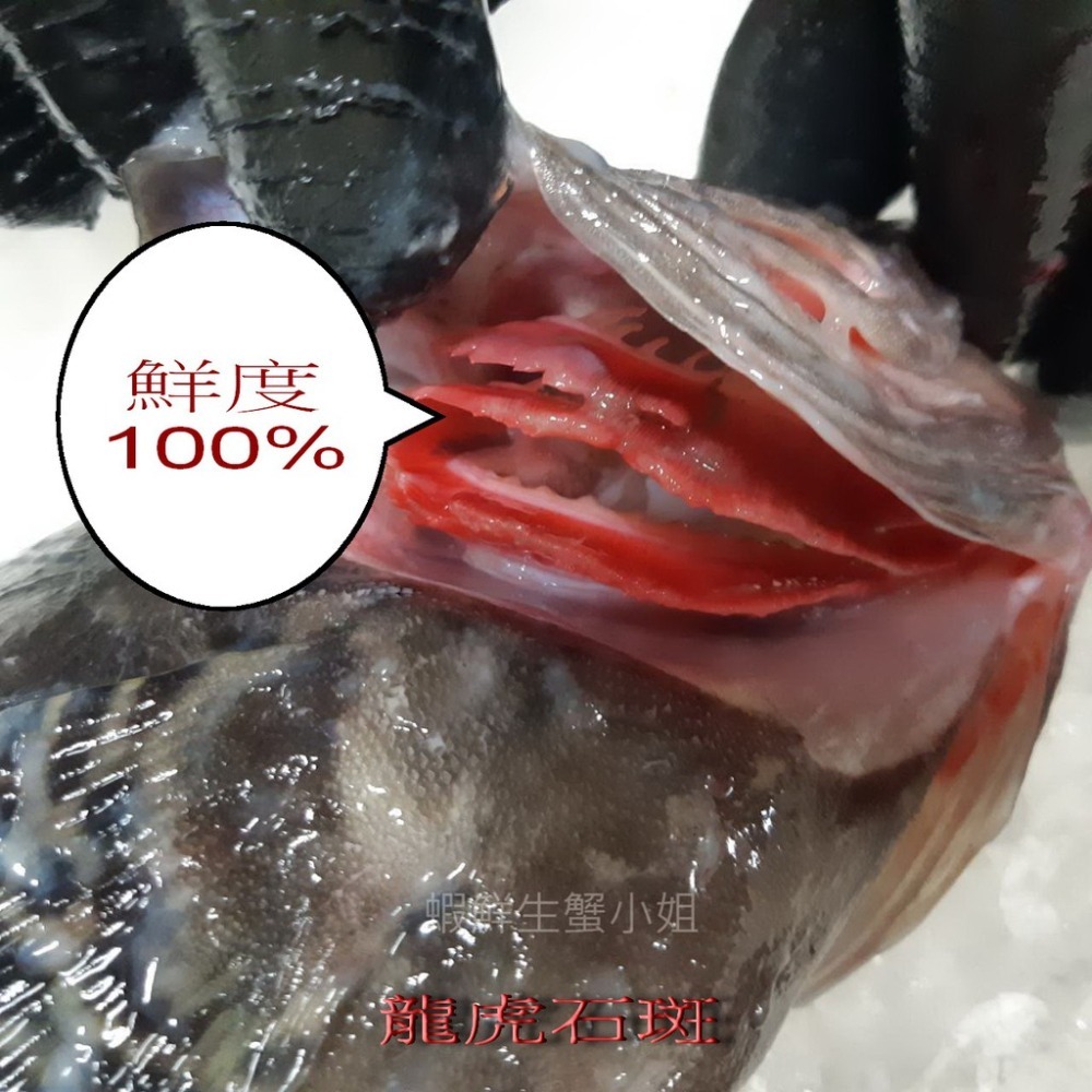 【蝦鮮生蟹小姐】龍虎石斑 三去 500-600g /▶肉質鮮嫩又不失彈性**每包290元**-細節圖4