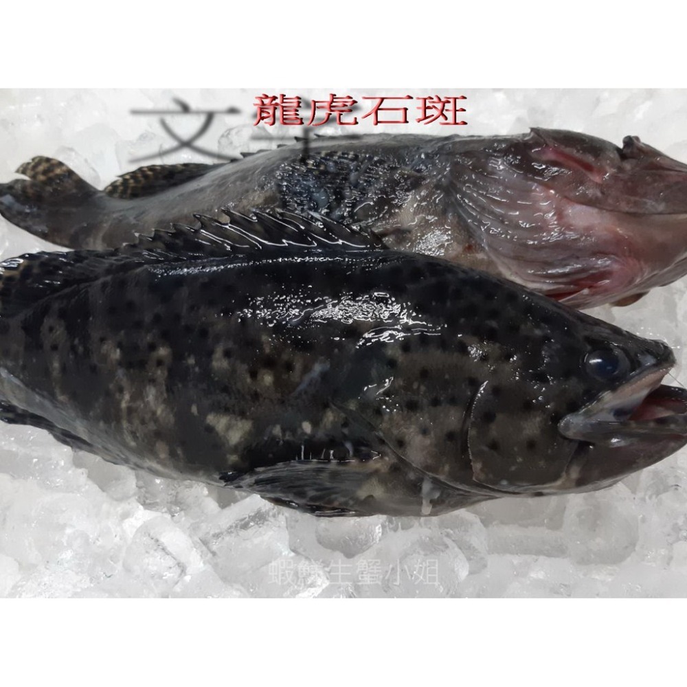 【蝦鮮生蟹小姐】龍虎石斑 三去 500-600g /▶肉質鮮嫩又不失彈性**每包290元**-細節圖5