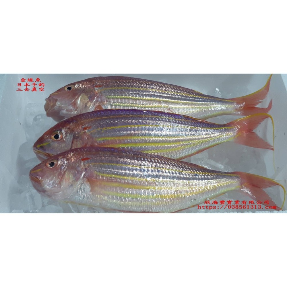 【蝦鮮生蟹小姐】金線魚 手釣魚  殺清15兩-1斤  肉質細緻、鮮嫩   尾牙聚餐推薦  **每隻370元**-細節圖3