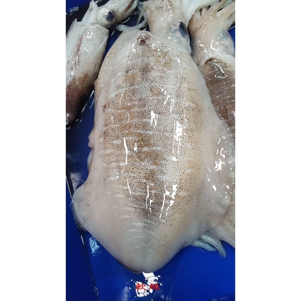 【蝦鮮生蟹小姐】巨無霸 整尾軟絲  1200-1500克/隻    *肉質豐厚，Q彈鮮甜 **每隻750元**-細節圖3