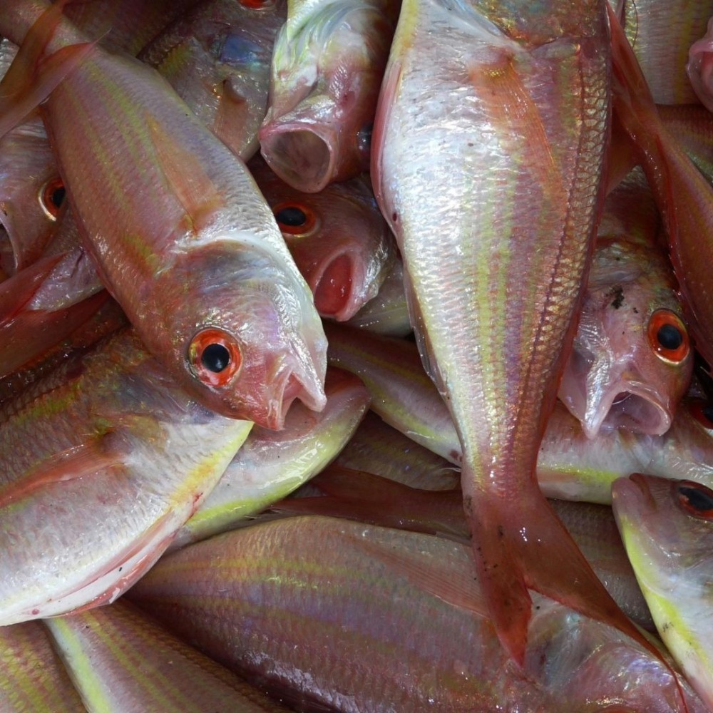 【蝦鮮生蟹小姐】金線魚120/150 三去  一包10隻裝   *肉質細緻、鮮嫩 !   **每包260元**-細節圖2