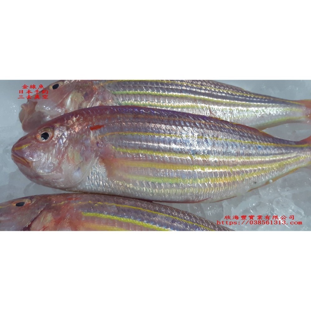 【蝦鮮生蟹小姐】金線魚   手釣魚  殺清1斤1-1斤3兩  尾牙推薦-肉質細緻、鮮嫩  **每隻430元**-細節圖2