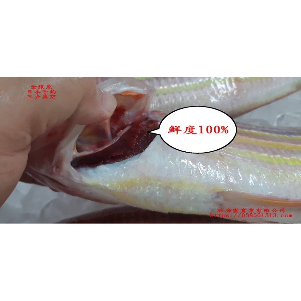 【蝦鮮生蟹小姐】金線魚   手釣魚  殺清1斤1-1斤3兩  尾牙推薦-肉質細緻、鮮嫩  **每隻430元**-細節圖5