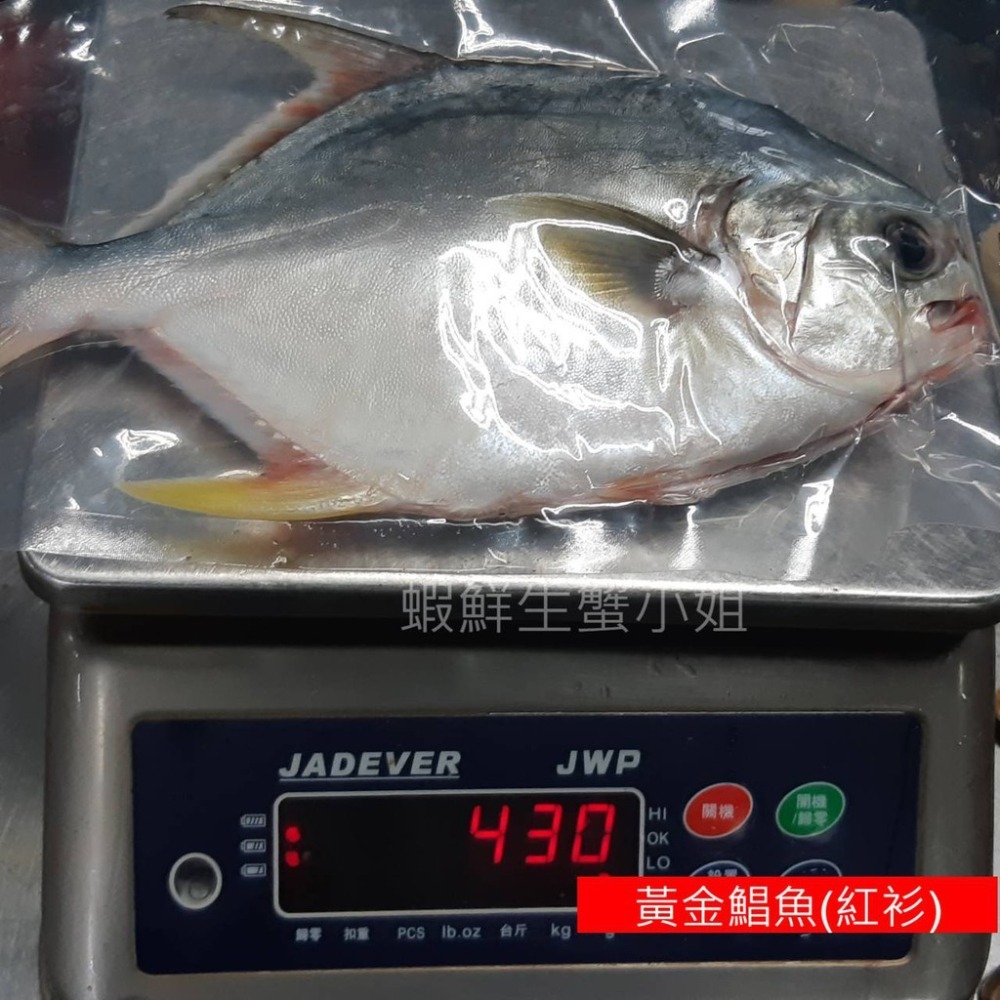 【蝦鮮生蟹小姐】黃金鯧魚(紅衫)  400-500/隻  * 肉質飽滿細緻刺又少 **每隻230元**-細節圖2