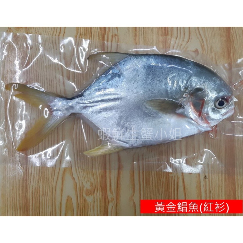 【蝦鮮生蟹小姐】黃金鯧魚(紅衫)  400-500/隻  * 肉質飽滿細緻刺又少 **每隻230元**-細節圖3