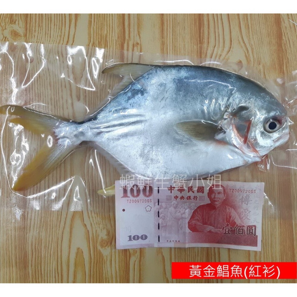 【蝦鮮生蟹小姐】黃金鯧魚(紅衫)  400-500/隻  * 肉質飽滿細緻刺又少 **每隻230元**-細節圖4