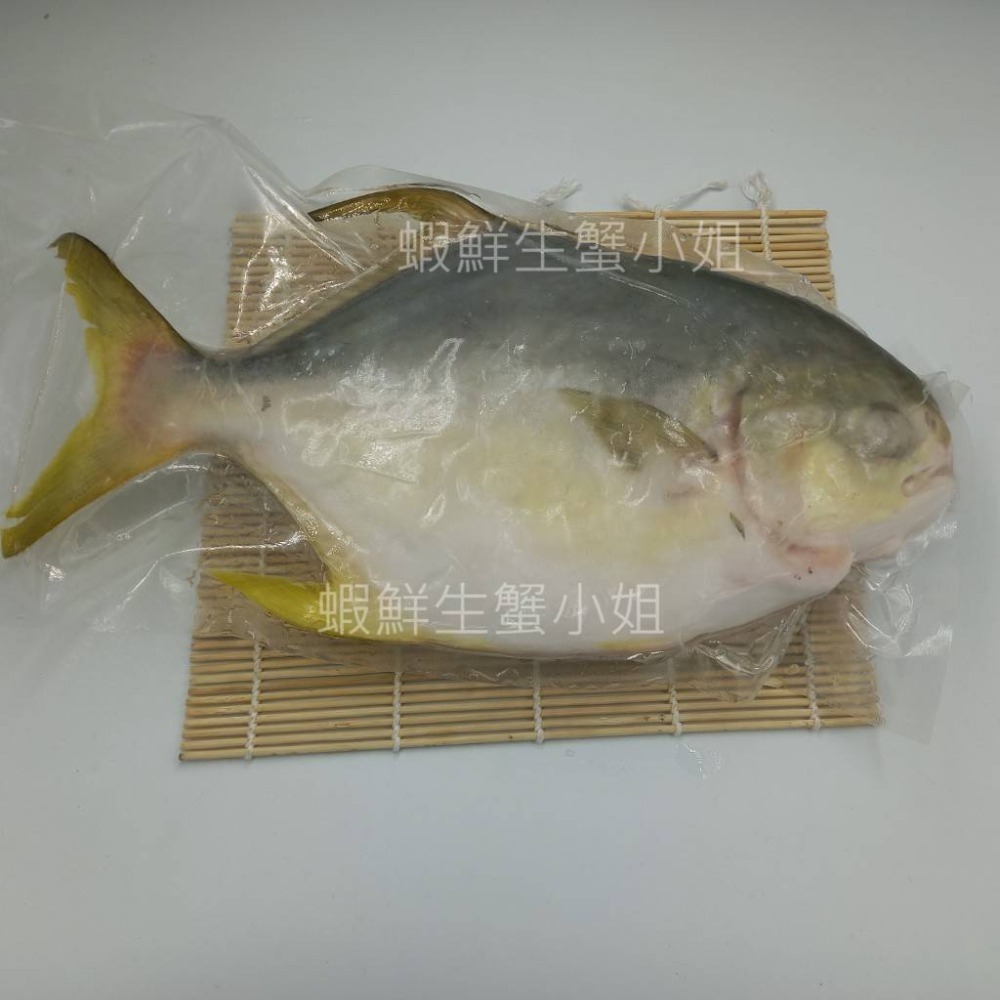 【蝦鮮生蟹小姐】黃金鯧魚-紅杉  600-700g(隻)  *肉質飽滿細緻,且魚刺又少 **每隻330元**-細節圖2