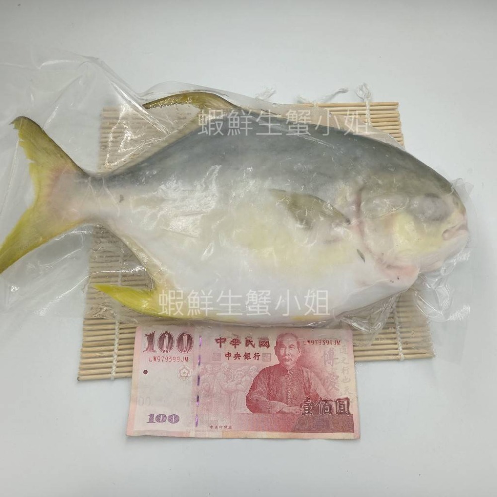 【蝦鮮生蟹小姐】黃金鯧魚-紅杉  600-700g(隻)  *肉質飽滿細緻,且魚刺又少 **每隻330元**-細節圖3