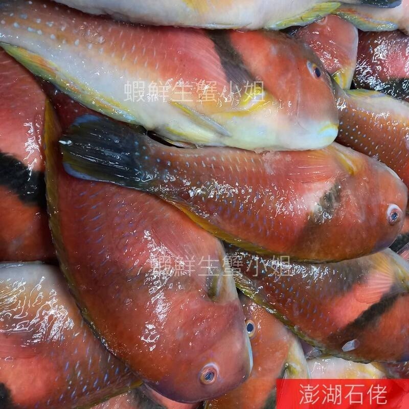【蝦鮮生蟹小姐】澎湖石佬魚 *宴客的上等食材,肉質細緻！-細節圖3