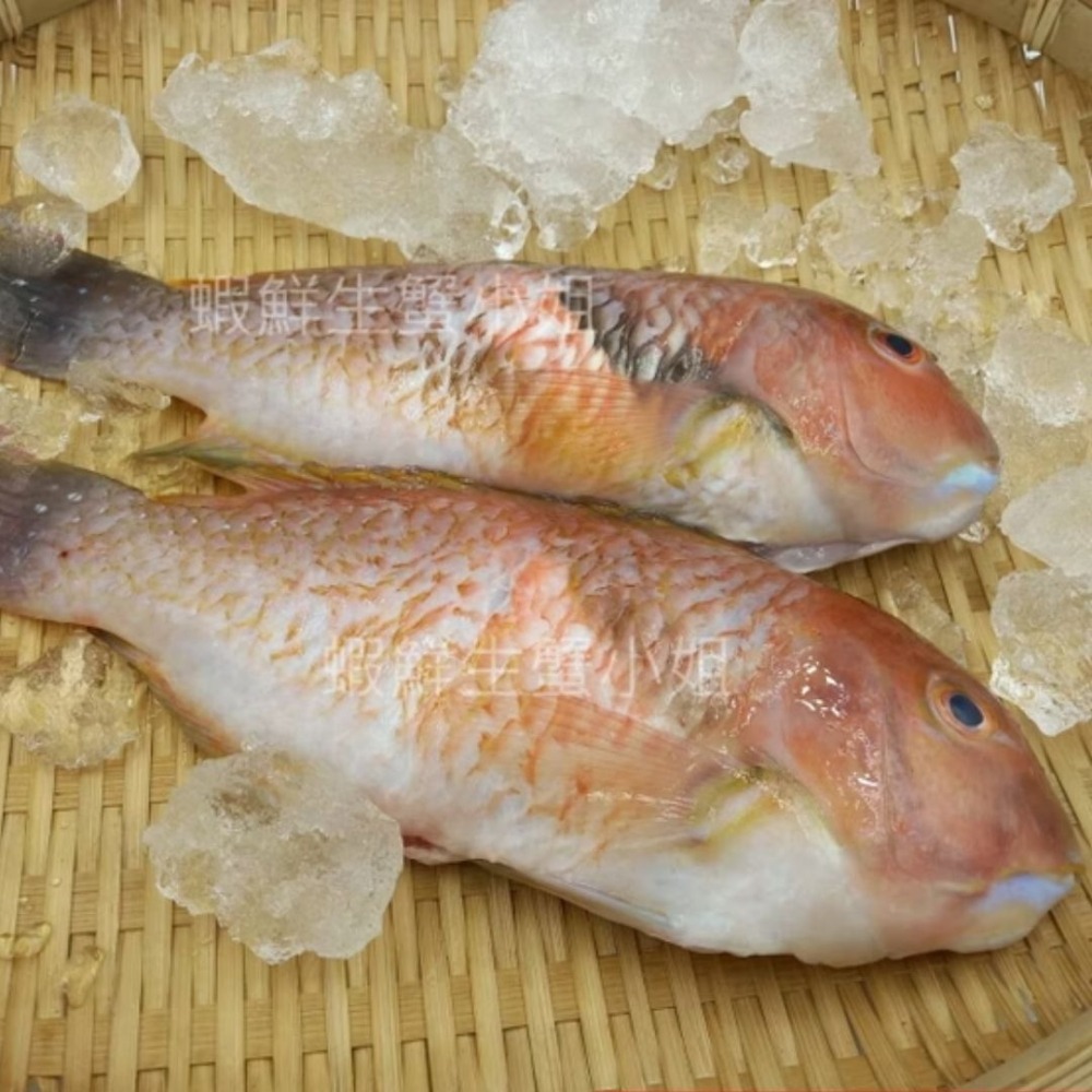 【蝦鮮生蟹小姐】澎湖石佬魚 *宴客的上等食材,肉質細緻！-細節圖5