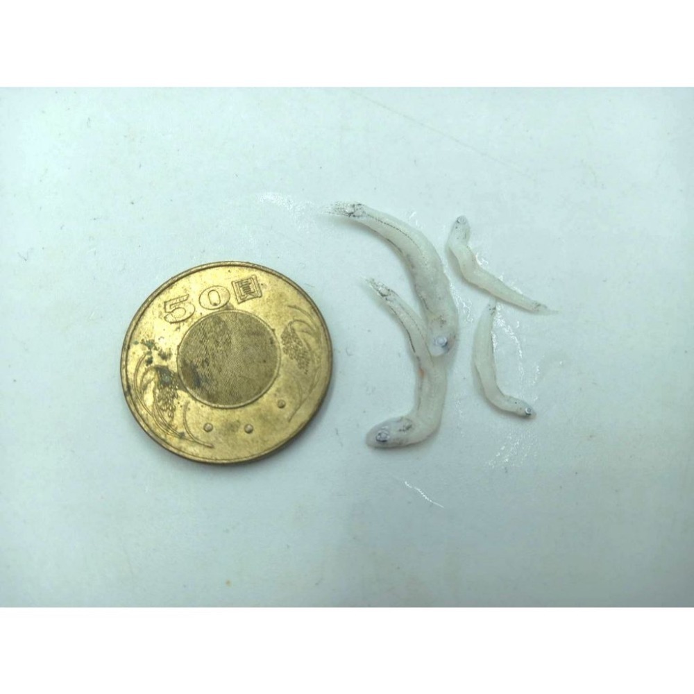 【蝦鮮生蟹小姐】熟凍吻仔魚    一包150克     豐富的鈣質及蛋白質！ **每包100元**-細節圖6