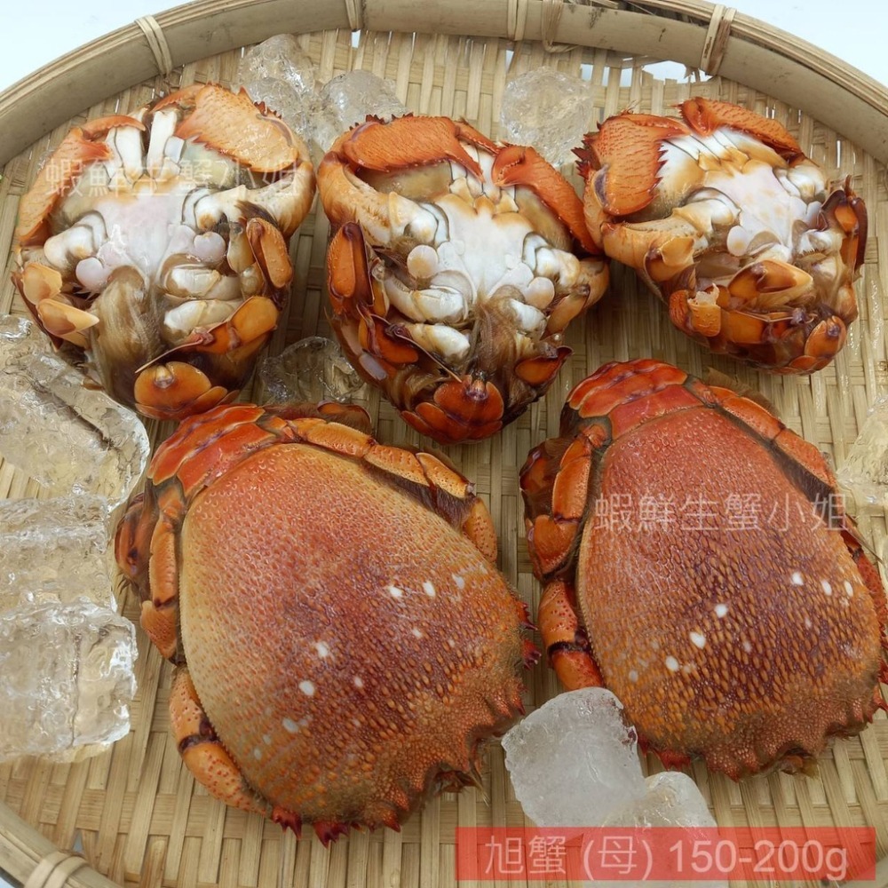 【蝦鮮生蟹小姐】旭蟹(公)  150-200g  5隻/包 * 殼薄肉多,滋味鮮甜 **單包440元**-細節圖2