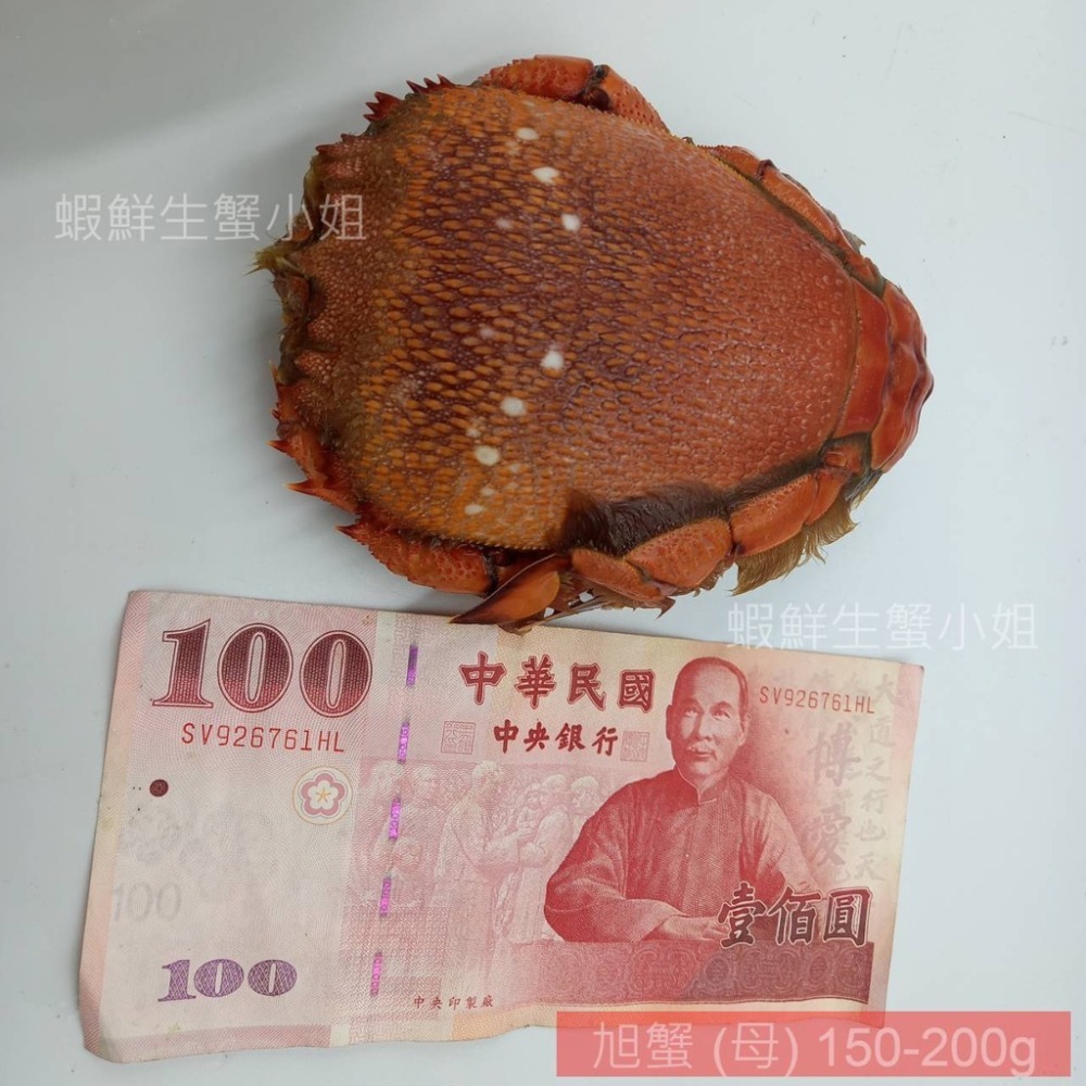 【蝦鮮生蟹小姐】旭蟹(公)  150-200g  5隻/包 * 殼薄肉多,滋味鮮甜 **單包440元**-細節圖4