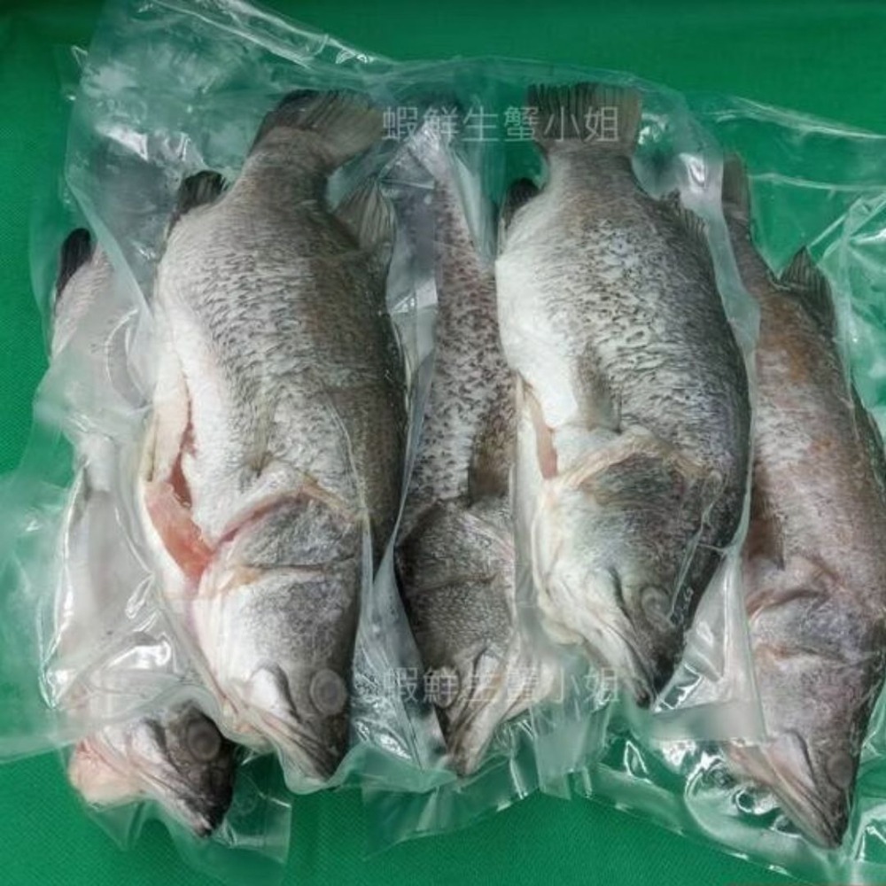 【蝦鮮生蟹小姐】金目鱸魚  三去  600-700g/隻  *新鮮鱸魚  肉細細緻美味   **每隻150元**-細節圖2