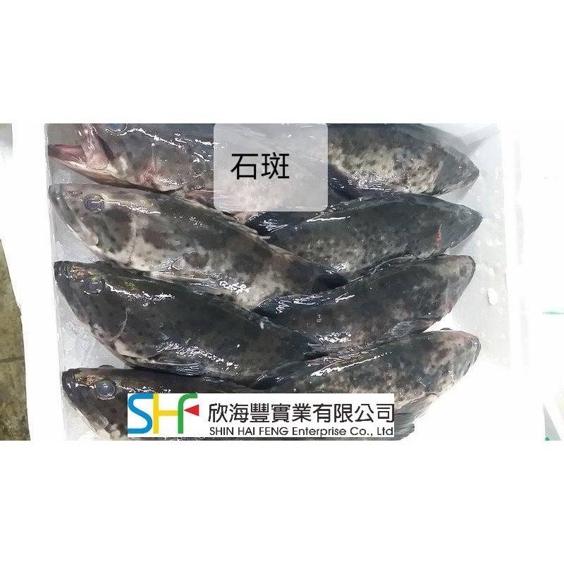 【蝦鮮生蟹小姐】石斑 (青斑) 殺清  多種尺寸   辦桌師最愛-細節圖2