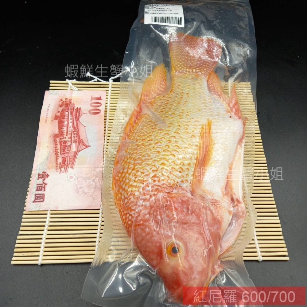 【蝦鮮生蟹小姐】】紅尼羅魚(台灣紅鯛) 約600-700克區間/隻 🚩外觀美、肉質佳，富含蛋白質 **單隻170元**-細節圖2