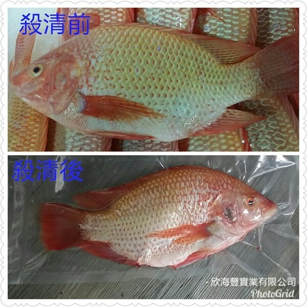 【蝦鮮生蟹小姐】】紅尼羅魚(台灣紅鯛) 約600-700克區間/隻 🚩外觀美、肉質佳，富含蛋白質 **單隻170元**-細節圖3