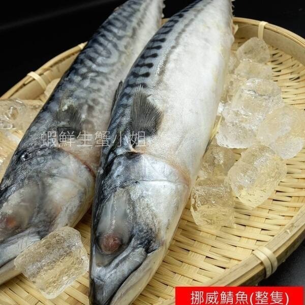 【蝦鮮生蟹小姐】免運 /挪威鯖魚-原料(無鹽) 600+  10K/箱 *豐富油脂與DHA、EPA *單箱3200元*-細節圖2