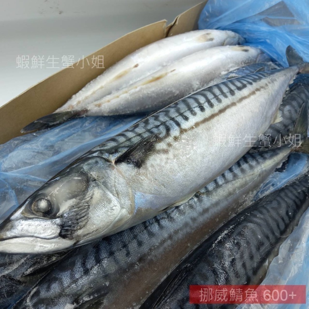 【蝦鮮生蟹小姐】免運 /挪威鯖魚-原料(無鹽) 600+  10K/箱 *豐富油脂與DHA、EPA *單箱3200元*-細節圖3