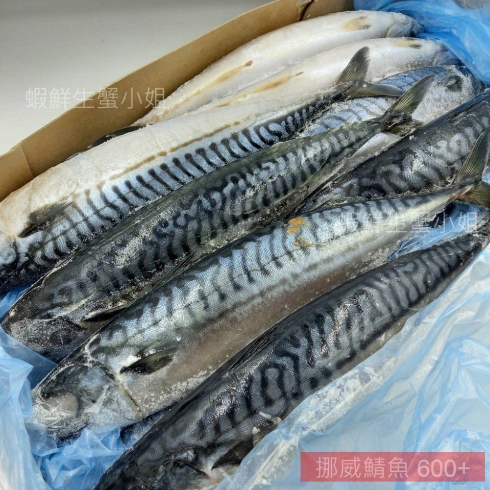【蝦鮮生蟹小姐】免運 /挪威鯖魚-原料(無鹽) 600+  10K/箱 *豐富油脂與DHA、EPA *單箱3200元*-細節圖4