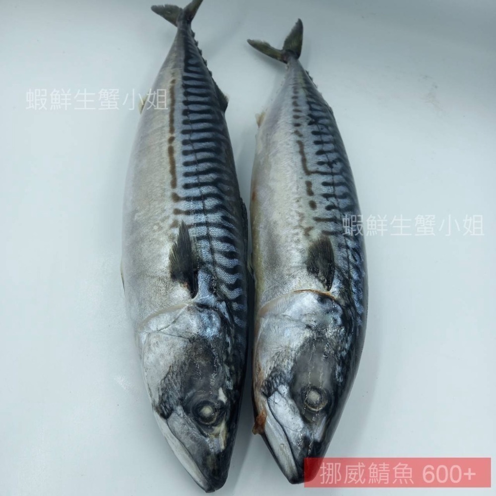 【蝦鮮生蟹小姐】免運 /挪威鯖魚-原料(無鹽) 600+  10K/箱 *豐富油脂與DHA、EPA *單箱3200元*-細節圖5