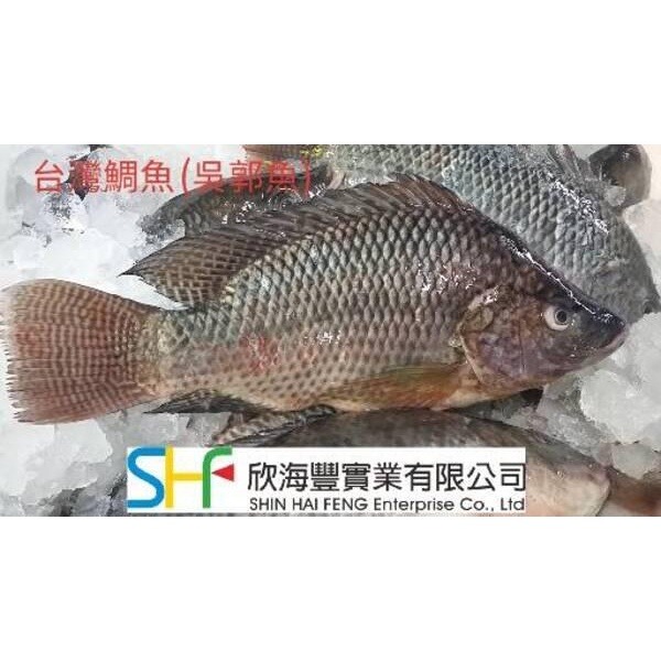 【蝦鮮生蟹小姐】吳郭魚三去   已殺清700-800克 /隻  *細嫩鮮甜的肉質！   **每隻150元**-細節圖2
