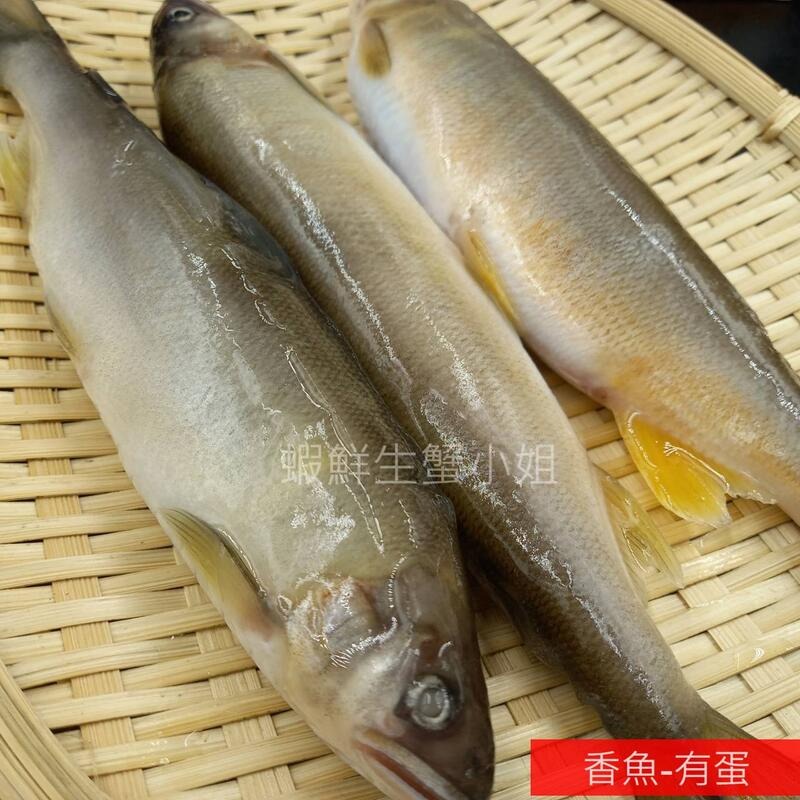 【蝦鮮生蟹小姐】香魚 -有卵 10隻裝/盒  *飽滿、肉質緊實細膩！ **每盒530元**-細節圖2
