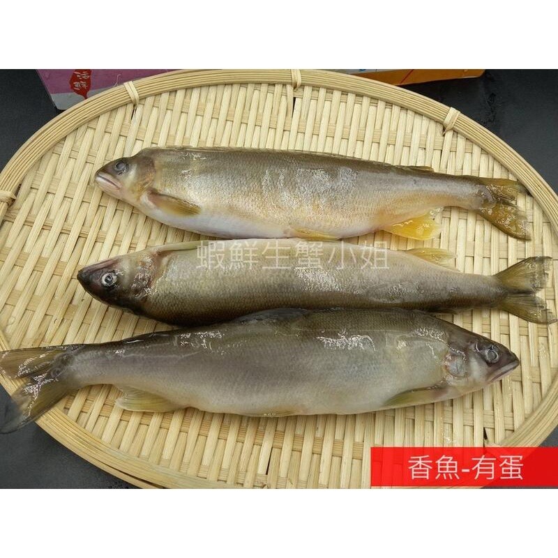 【蝦鮮生蟹小姐】香魚 -有卵 10隻裝/盒  *飽滿、肉質緊實細膩！ **每盒530元**-細節圖6