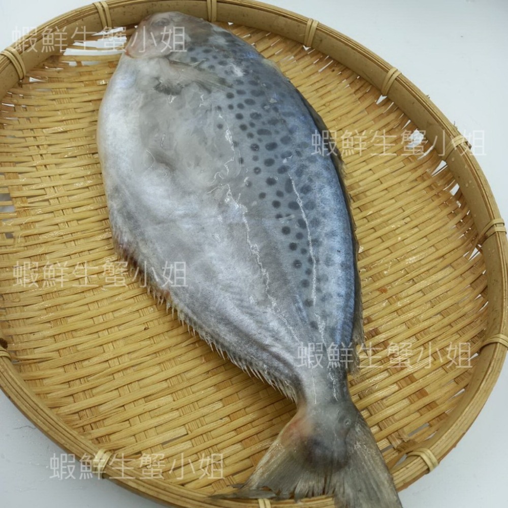 【蝦鮮生蟹小姐】花鯧  400-500克/隻   *肉質細緻刺又少~  *每隻150元*-細節圖2