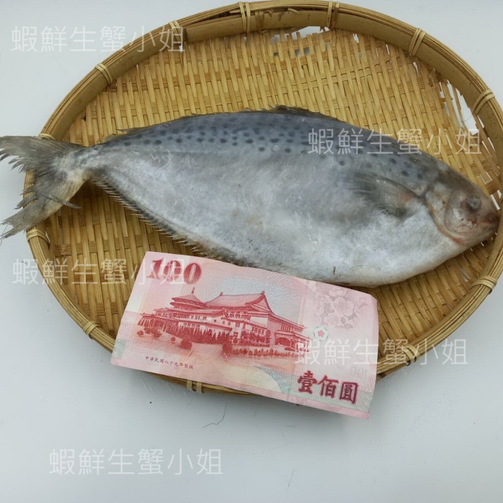 【蝦鮮生蟹小姐】花鯧  400-500克/隻   *肉質細緻刺又少~  *每隻150元*-細節圖3