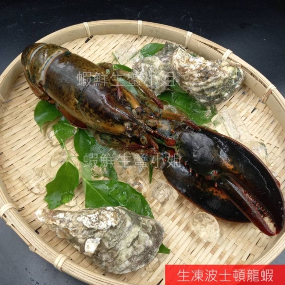 【蝦鮮生蟹小姐】高壓生凍波士頓龍蝦 肉質飽滿-細節圖2