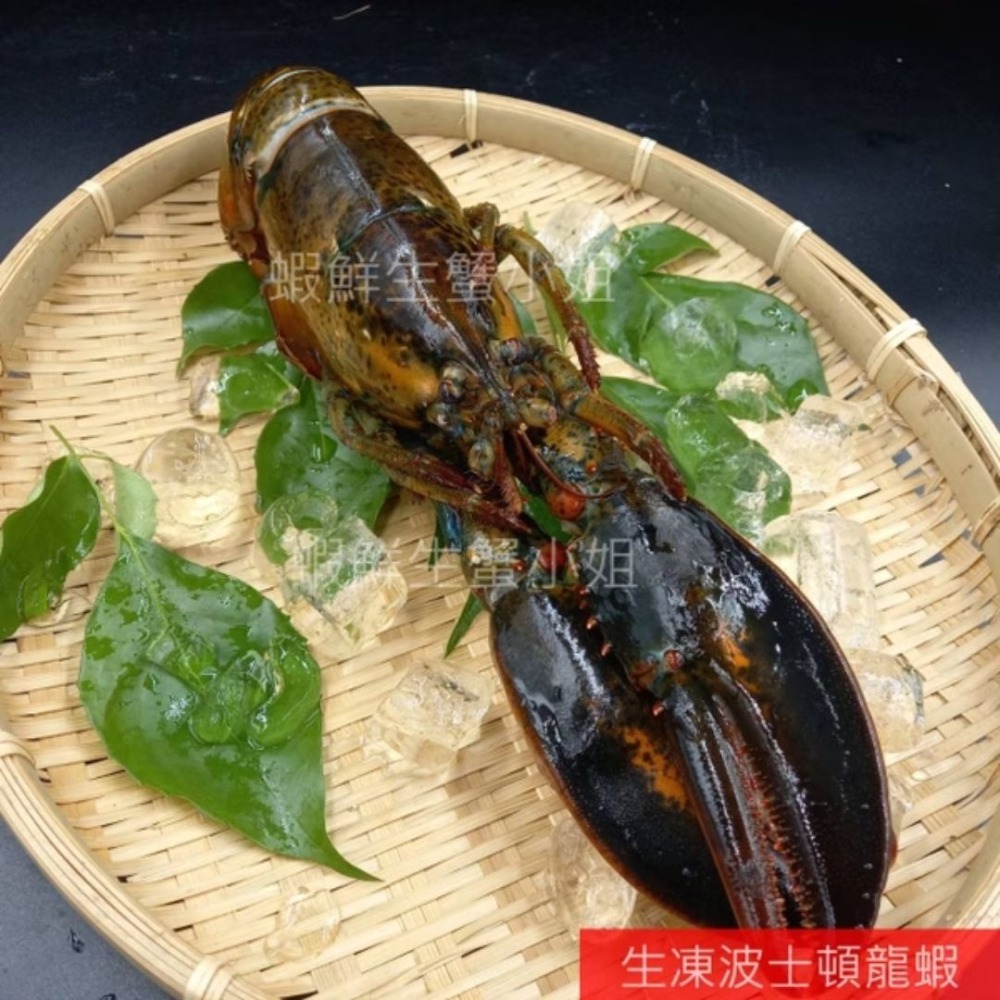 【蝦鮮生蟹小姐】高壓生凍波士頓龍蝦 肉質飽滿-細節圖3
