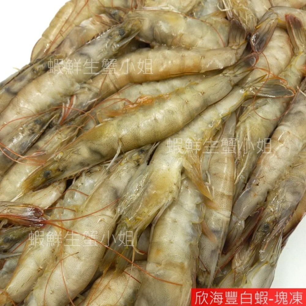 【蝦鮮生蟹小姐】降價~活凍白蝦-中   3台斤業務包   *東部純淨海域養殖,新鮮捕撈！ @每盒570元*-細節圖2