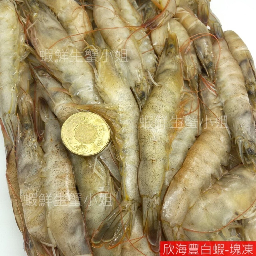 【蝦鮮生蟹小姐】降價~活凍白蝦-中   3台斤業務包   *東部純淨海域養殖,新鮮捕撈！ @每盒570元*-細節圖4