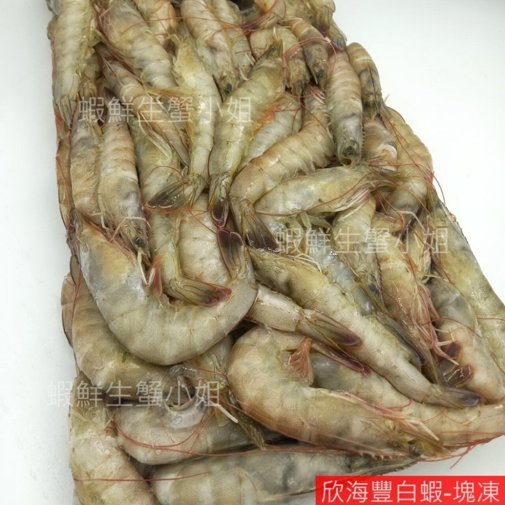 【蝦鮮生蟹小姐】降價~活凍白蝦-中   3台斤業務包   *東部純淨海域養殖,新鮮捕撈！ @每盒570元*-細節圖5