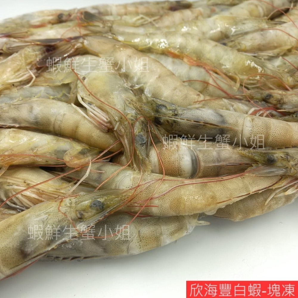 【蝦鮮生蟹小姐】降價~活凍白蝦-中   3台斤業務包   *東部純淨海域養殖,新鮮捕撈！ @每盒570元*-細節圖6