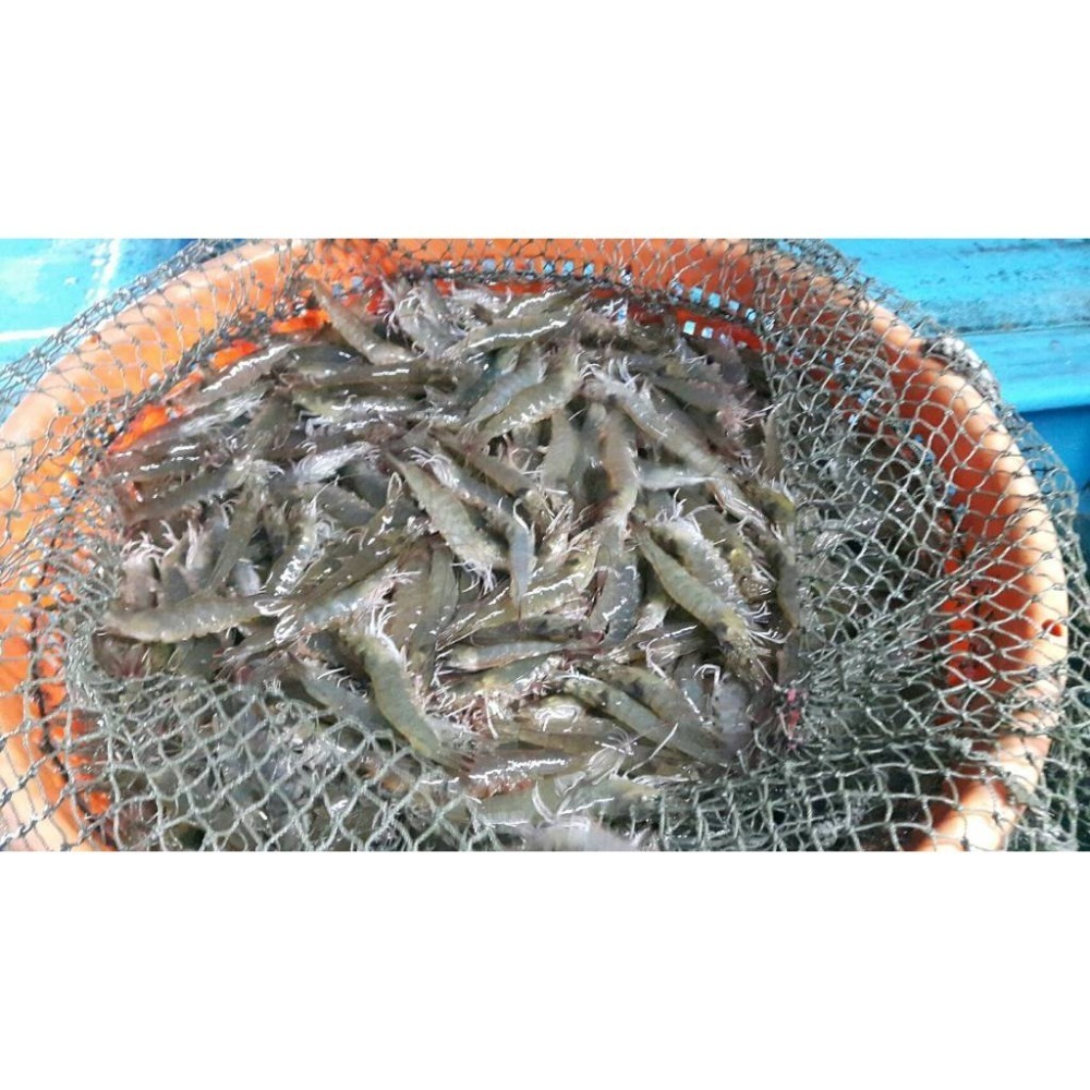 【蝦鮮生蟹小姐】降價~活凍白蝦-中   3台斤業務包   *東部純淨海域養殖,新鮮捕撈！ @每盒570元*-細節圖7