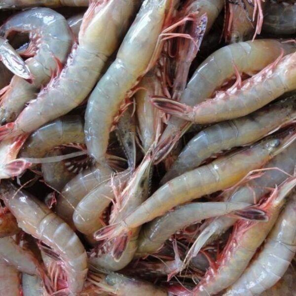 【蝦鮮生蟹小姐】劍蝦(生)   4K/盒   ✨經過熱炒，蝦殼香氣四溢哦 **單盒2400元**-細節圖4