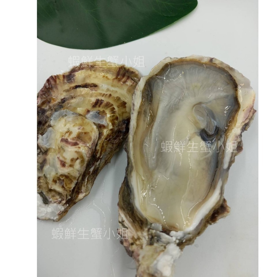 【蝦鮮生蟹小姐】全殼生蠔  80-110g 一包11粒裝   *生食級日本生蠔，鮮度肥度破表!!   **每包430元*-細節圖2