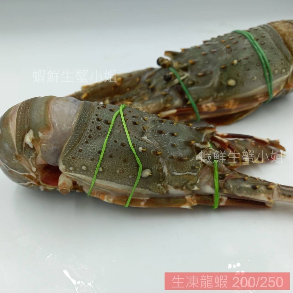 【蝦鮮生蟹小姐】生凍龍蝦  200-250克/隻 🚩殼薄肉多的龍蝦，美味極佳！  **每隻310元**-細節圖2