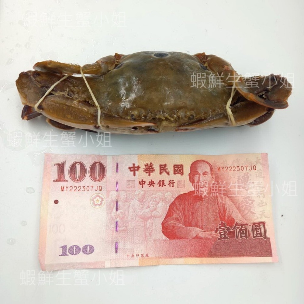 【蝦鮮生蟹小姐】三點蟹(公) 一包6隻 每隻150-200克 *隻隻飽滿,平價又美味。 **每包280元**-細節圖3