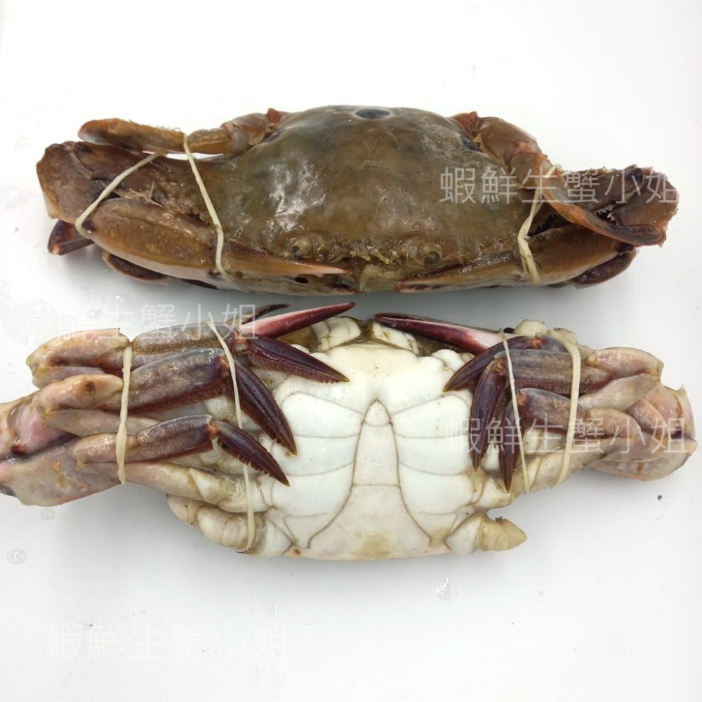 【蝦鮮生蟹小姐】三點蟹(公) 一包6隻 每隻150-200克 *隻隻飽滿,平價又美味。 **每包280元**-細節圖4
