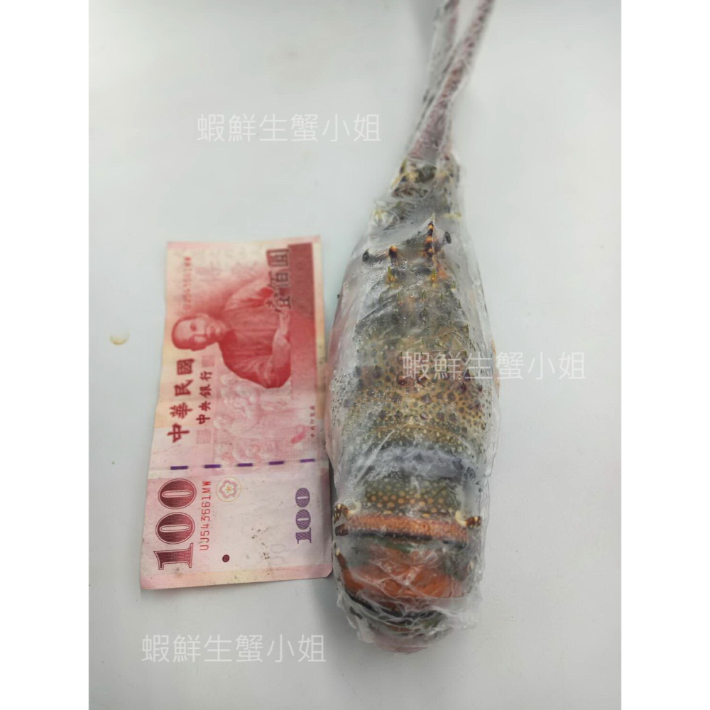 【蝦鮮生蟹小姐】生凍龍蝦 300-350g/隻 👍殼薄肉多的龍蝦，美味極佳！**單隻460元**-細節圖2