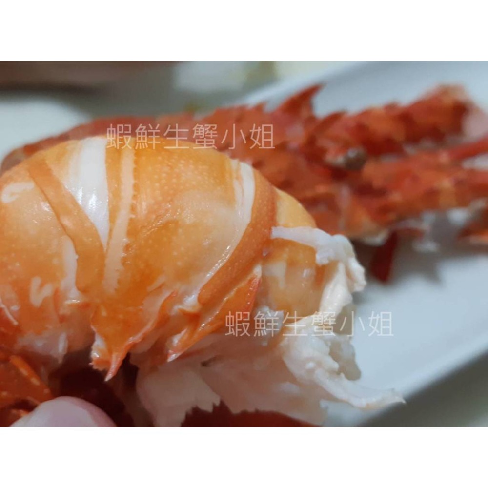 【蝦鮮生蟹小姐】生凍龍蝦 300-350g/隻 👍殼薄肉多的龍蝦，美味極佳！**單隻460元**-細節圖3
