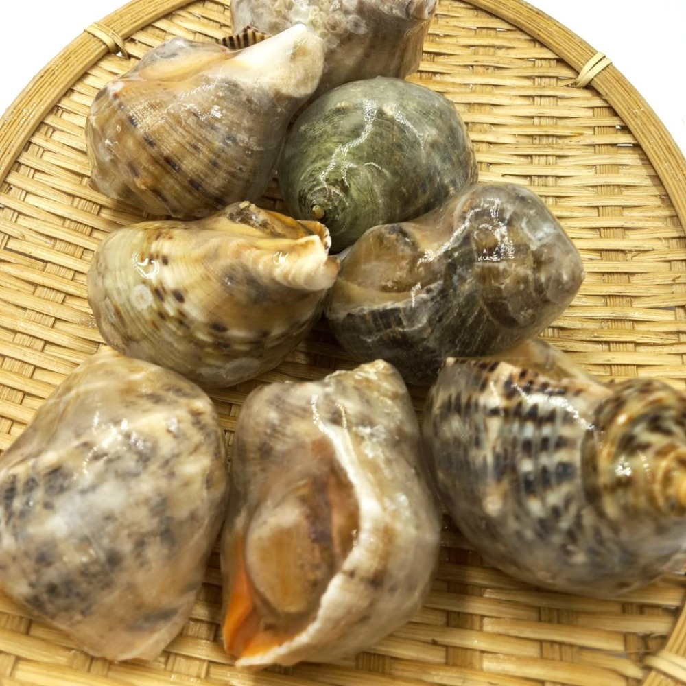 【蝦鮮生蟹小姐】海皇螺 11/15  1公斤/包  *肉質彈牙厚實，鮮甜無腥味   **每包270元**-細節圖2