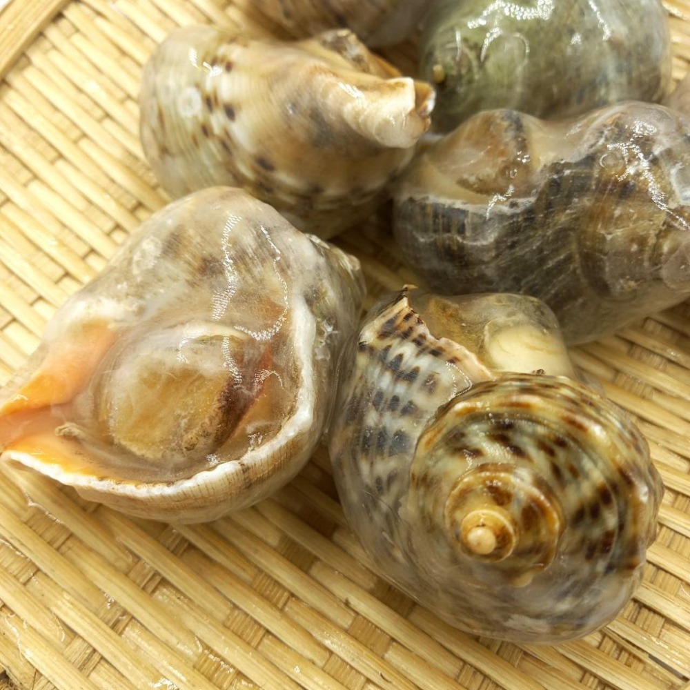 【蝦鮮生蟹小姐】海皇螺 11/15  1公斤/包  *肉質彈牙厚實，鮮甜無腥味   **每包270元**-細節圖3