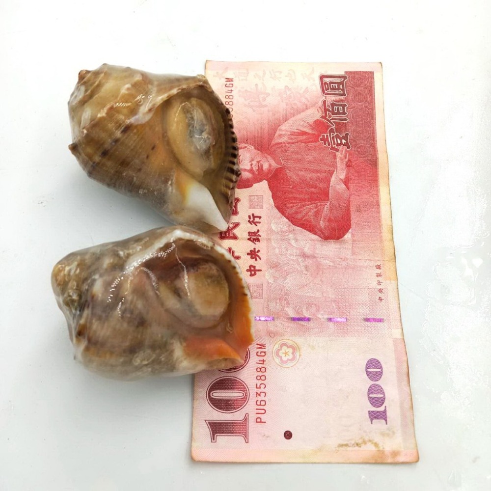 【蝦鮮生蟹小姐】海皇螺 11/15  1公斤/包  *肉質彈牙厚實，鮮甜無腥味   **每包270元**-細節圖4