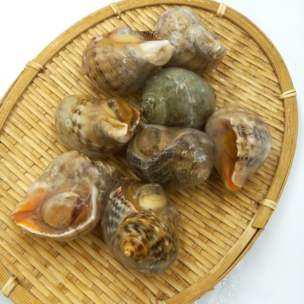 【蝦鮮生蟹小姐】海皇螺 11/15  1公斤/包  *肉質彈牙厚實，鮮甜無腥味   **每包270元**-細節圖5